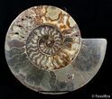 Massive Inch Wide Ammonite With Stands #2831-4